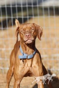 B And C's Copper Cousin Casey
