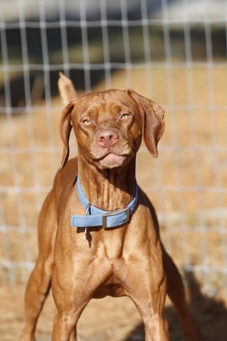 B And C's Copper Cousin Casey