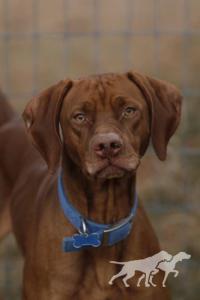 B And C's Copper Cousin Casey
