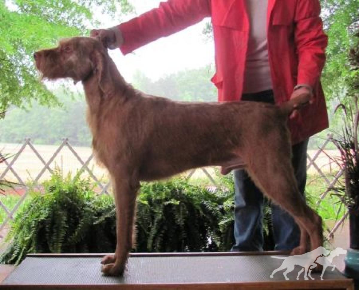 Hickory Creek's Sammy
