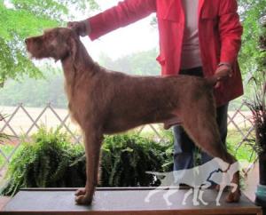 Hickory Creek's Sammy