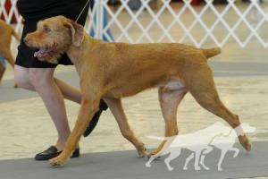 Hickory Creek's Sammy