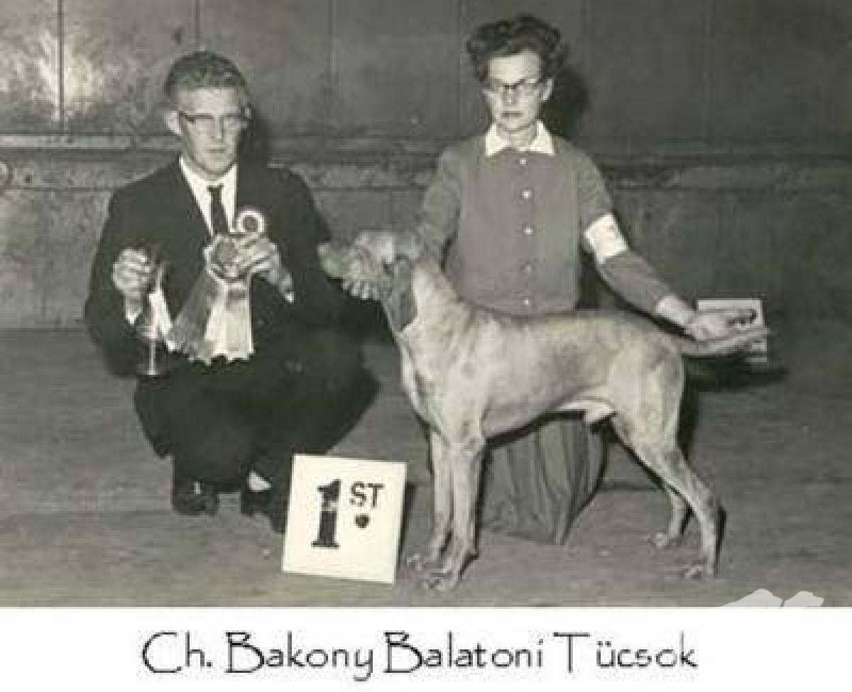 Bakony Balatoni Tucsok