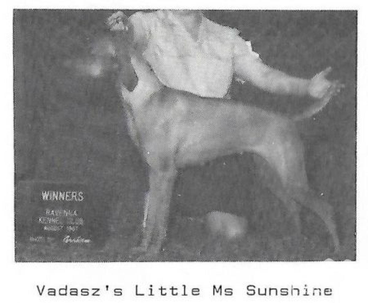 Vadasz's Little Ms Sunshine