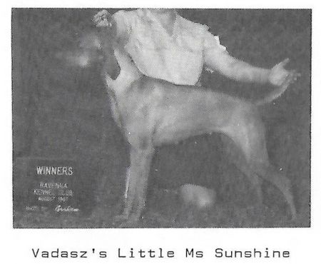 Vadasz's Little Ms Sunshine