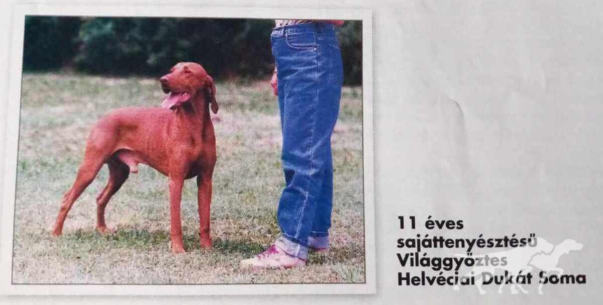Helvécia Dukát