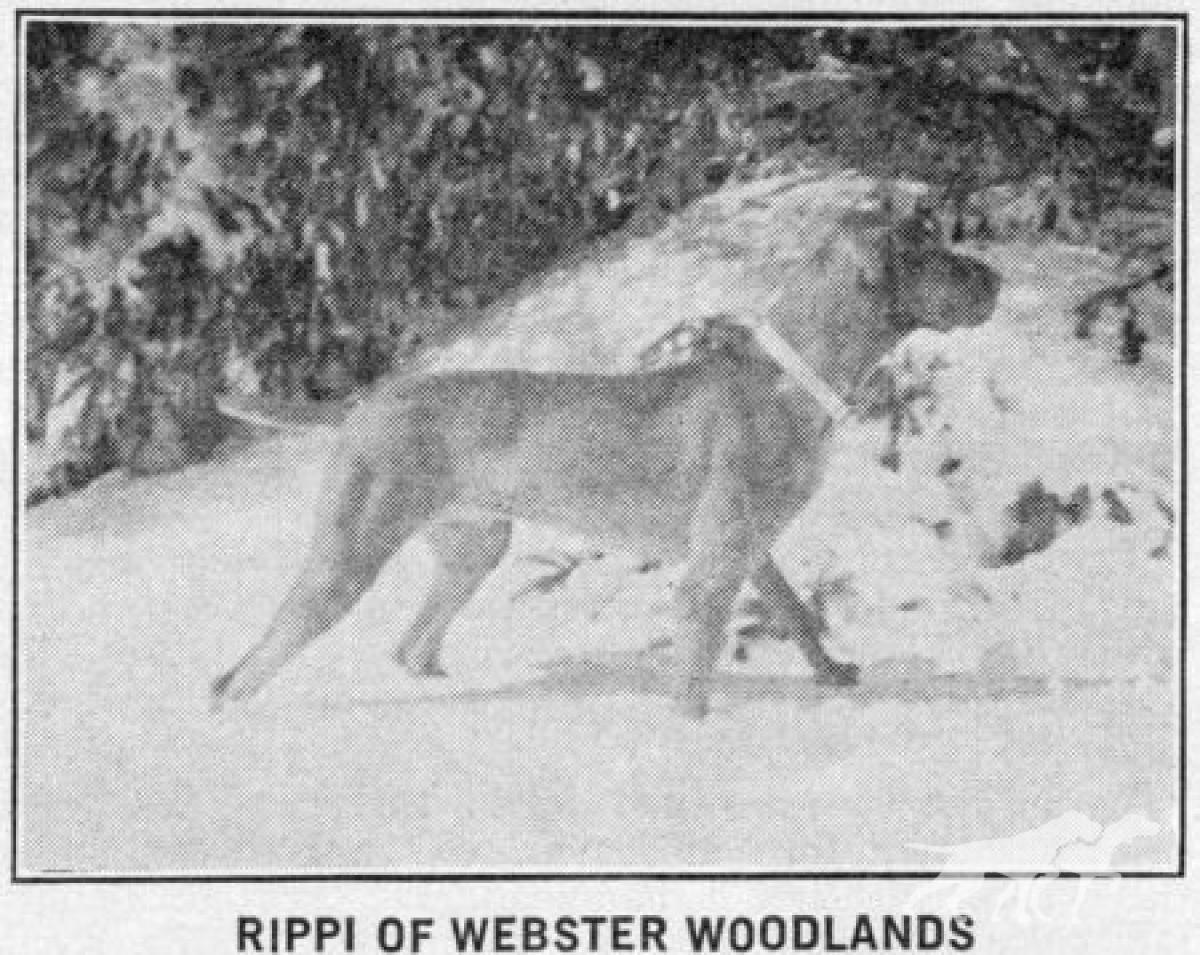 Rippi of Webster Woodlands