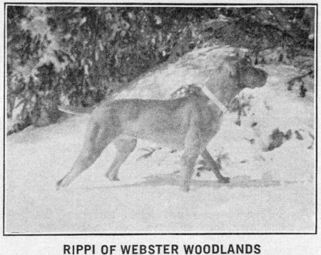 Rippi of Webster Woodlands