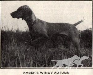 Amber's Windy Autumn