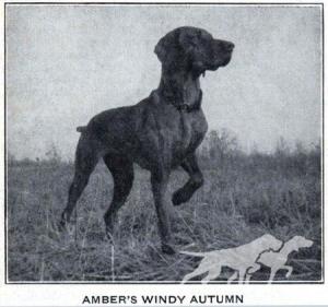 Amber's Windy Autumn