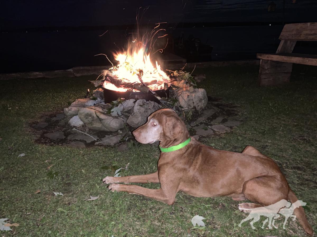 Vizslavilla Indigo Ozzy
