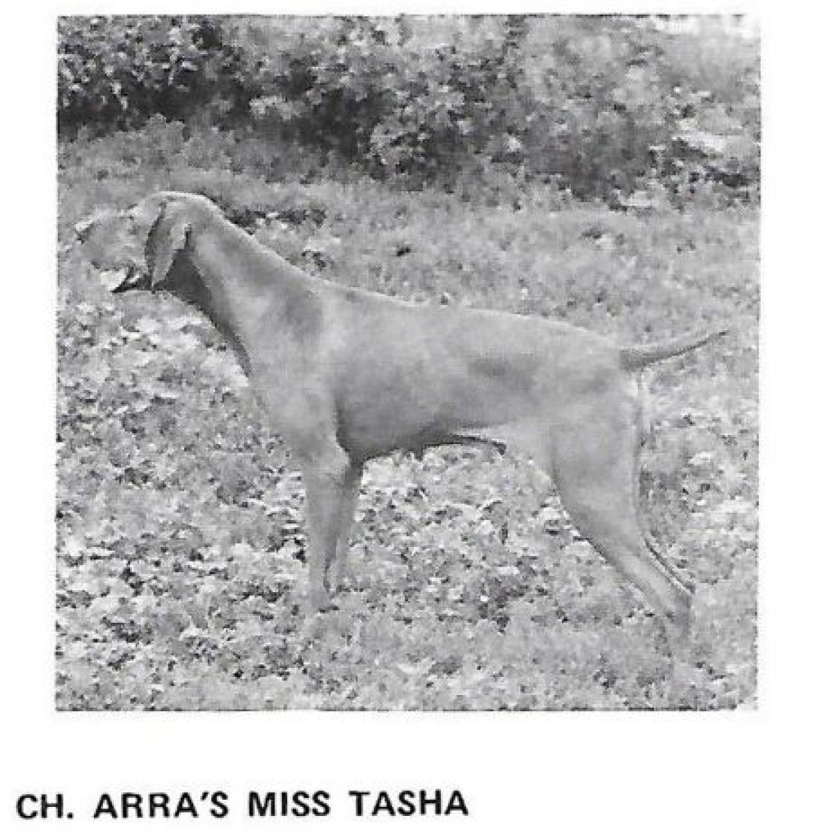 Arra's Miss Tasha