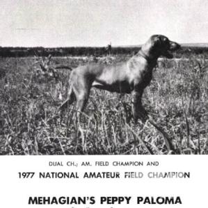 Mehagian's Peppy Paloma