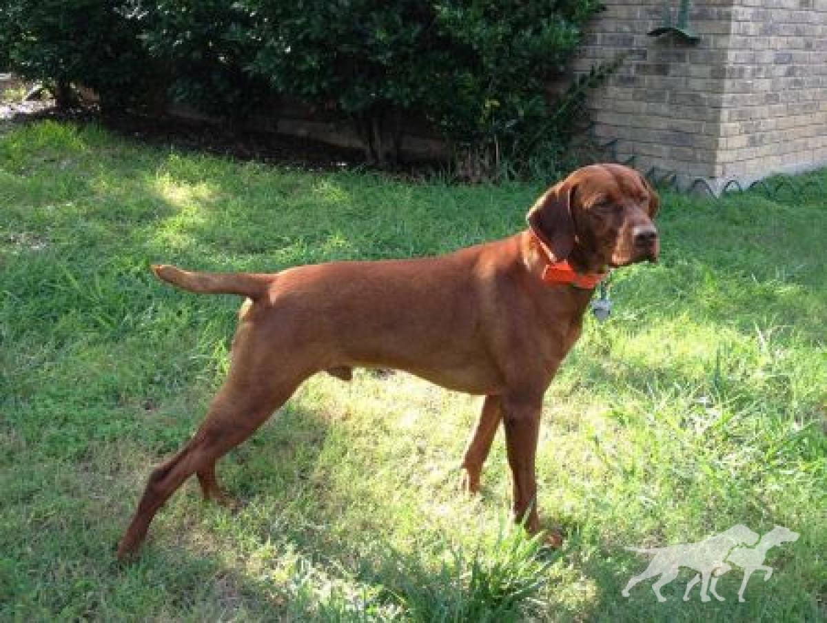 Bonneterre Cledrum Leo