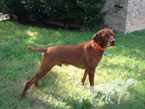 Bonneterre Cledrum Leo