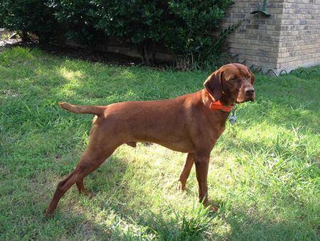 Bonneterre Cledrum Leo