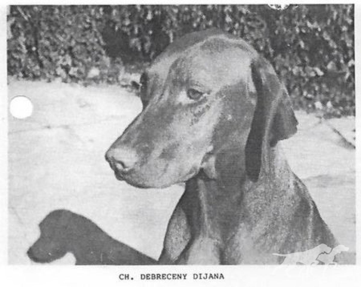 Debreceny Dijana