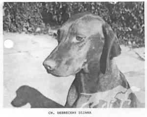 Debreceny Dijana