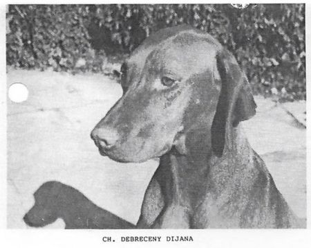 Debreceny Dijana