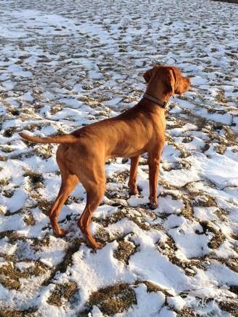 Blackbullet Oregon's Prospect