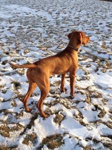Blackbullet Oregon's Prospect