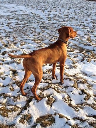 Blackbullet Oregon's Prospect