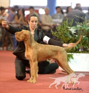 Quodian's Tareck Rey D'Celis