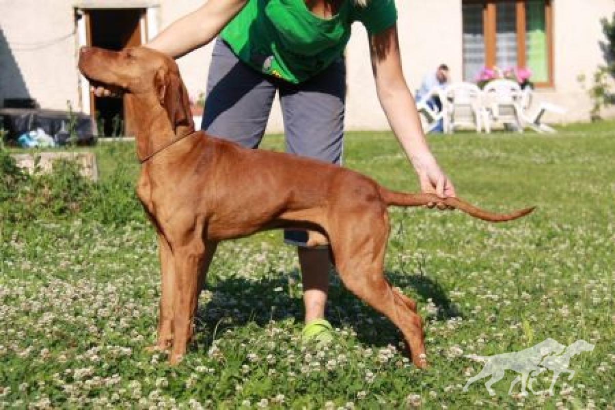 Bax Vives Bohemia