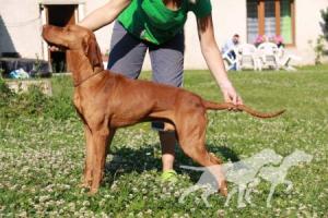 Bax Vives Bohemia