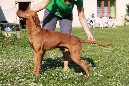 Bax Vives Bohemia