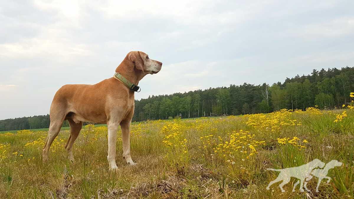 Zajgo Moja Vizsla