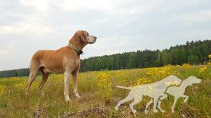 Zajgo Moja Vizsla