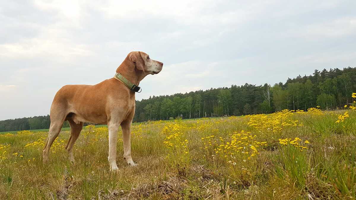 Zajgo Moja Vizsla