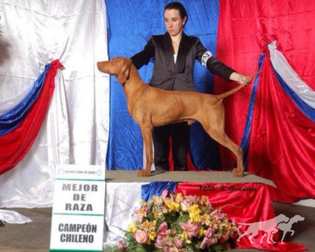 Hubertus Royal Edition (AI) Rey D'Celis