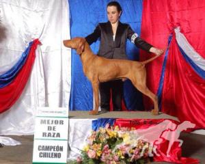 Hubertus Royal Edition (AI) Rey D'Celis