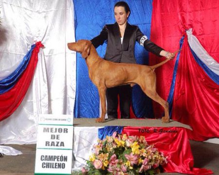 Hubertus Royal Edition (AI) Rey D'Celis