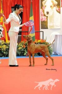Hubertus Royal Edition (AI) Rey D'Celis