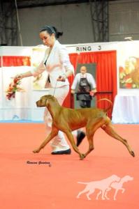 Hubertus Royal Edition (AI) Rey D'Celis