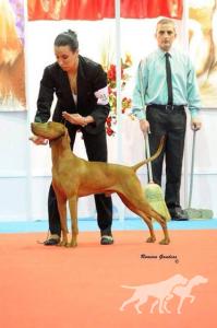 Hubertus Royal Edition (AI) Rey D'Celis