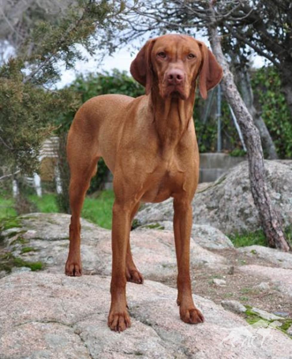 Hanna de Valle dos Lobos