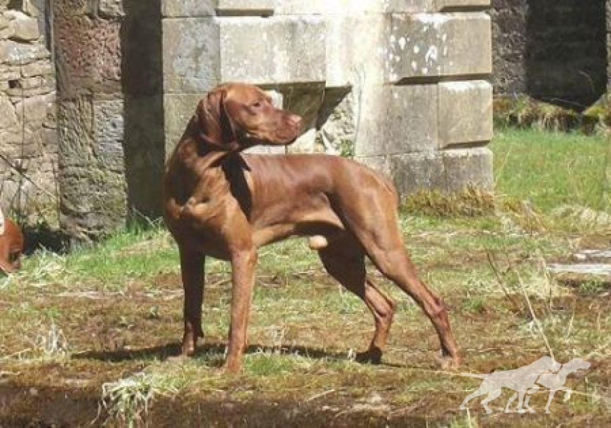 Gremar Angus