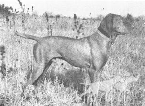 Weedy Creek Lobo