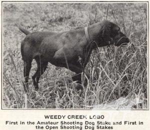 Weedy Creek Lobo