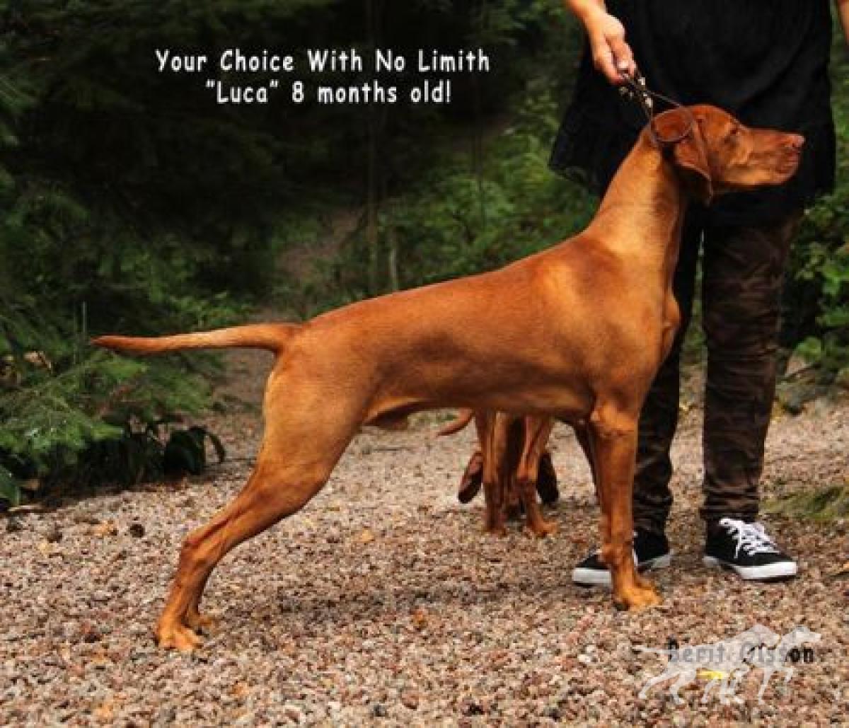 Your Choice Czeck With No Limit