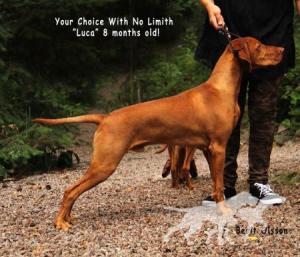 Your Choice Czeck With No Limit