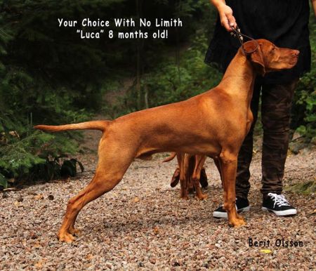 Your Choice Czeck With No Limit