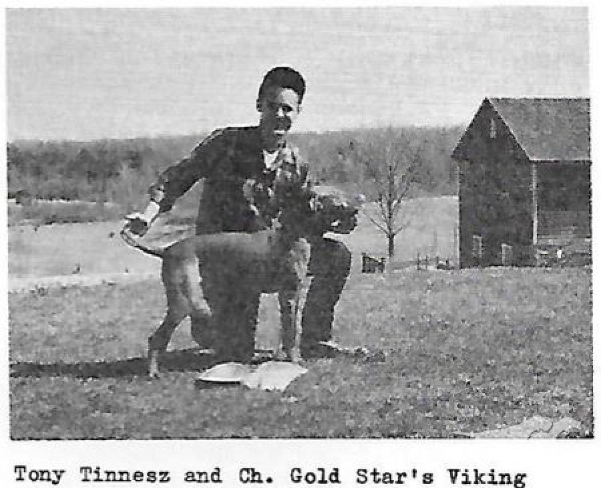 Gold Star's Viking