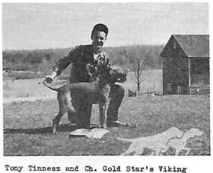 Gold Star's Viking