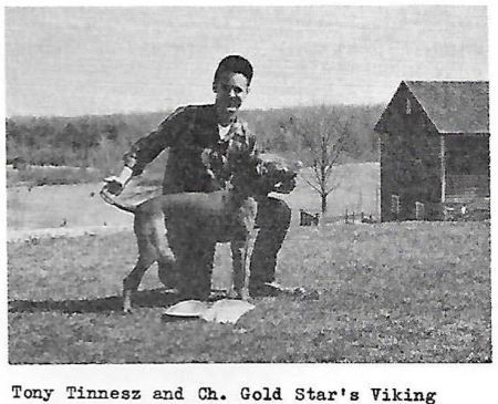 Gold Star's Viking