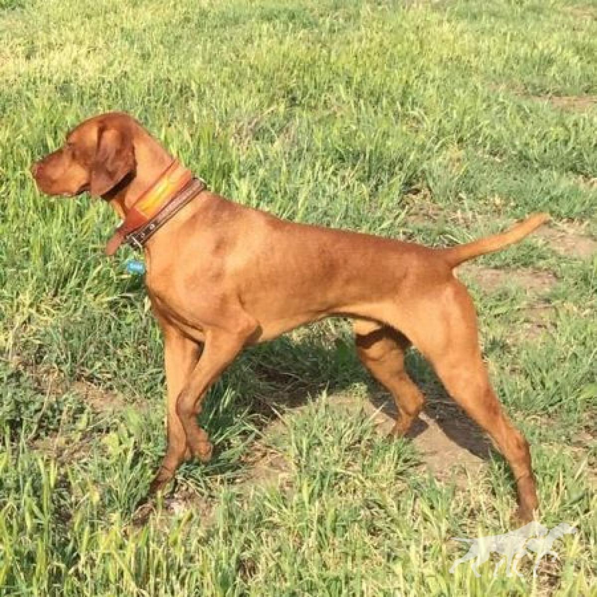 Starrpath Sampson